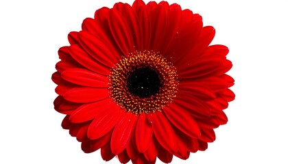 Vibrant Red Gerbera Flower Closeup