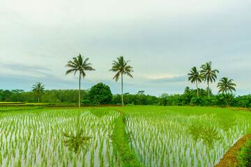 Beautiful morning view in Indonesia, panoramic landscape of rice fields with mountain ranges and clear sky