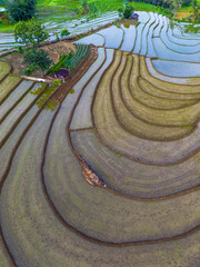 Beautiful morning view in Indonesia, panoramic landscape of rice fields with mountain ranges and clear sky