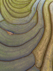 Beautiful morning view in Indonesia, panoramic landscape of rice fields with mountain ranges and clear sky