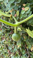 Growing Pumpkin in the Garden - Moranga crescendo no jardim