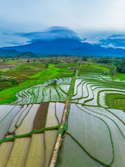 Beautiful morning view in Indonesia, panoramic landscape of rice fields with mountain ranges and clear sky
