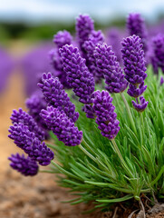 Fototapeta premium Vibrant Lavender Flowers Blooming in Lush Green Field