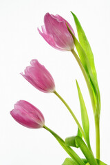 R&oacute;żowe tulipany na białym tle, świeże wiosenne kwiaty izolowane