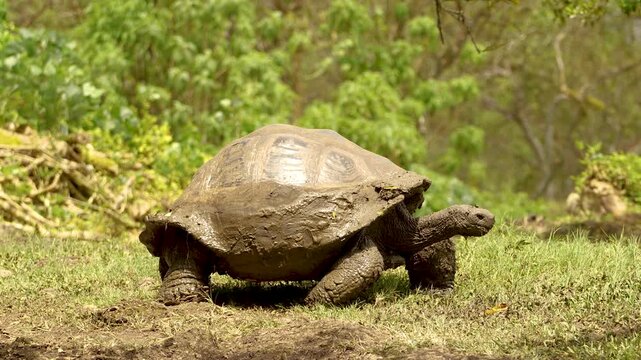 Gal&aacute;pagos Giant Tortoise Wildlife &ndash; Endemic Reptile in Natural Habitat, Ecuador