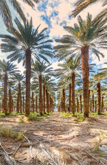 Date palm plantation, sustainable agriculture in arid and desert areas of the Middle East