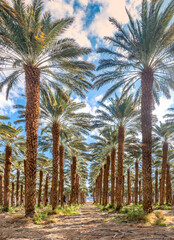 Plantation of date palms. Healthy food and sustainable industrial agriculture production. Date palm is ancient plant and famous food crop in the Middle East and North Africa