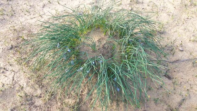 Mongolian ephedra, desert ephedra (Ephedra equisetina). Areg. Spring in the White Desert (Akkum), where the Aral Sea once stood. Carex arenaria around