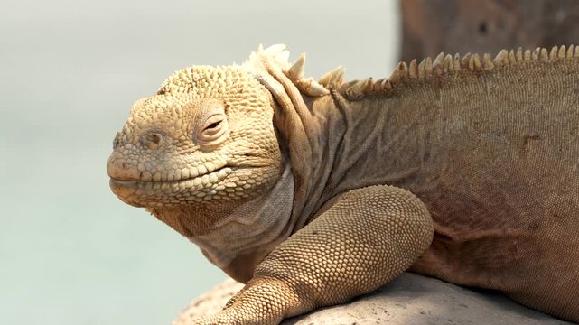 Gal&aacute;pagos Marine Iguana Wildlife &ndash; Endemic Reptile of Ecuador in Natural Habitat