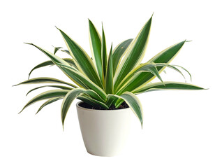 Striking variegated foliage plant in a white pot, isolated on black