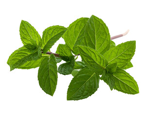 Fresh green leaves with vibrant veins on a thin stem