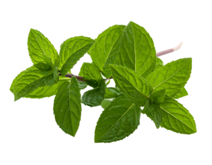 Fresh green leaves with vibrant veins on a thin stem