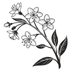 Fototapeta premium Brunnera Flowers with Buds and Veined Leaves Line Drawing Illustration