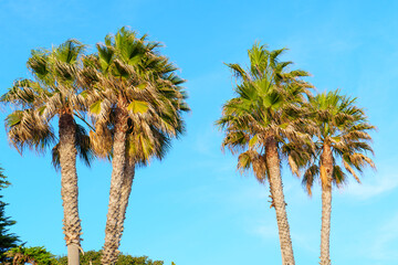 Fototapeta premium Coastal Palm Trees Illuminated by Bright Sunlight in Malibu
