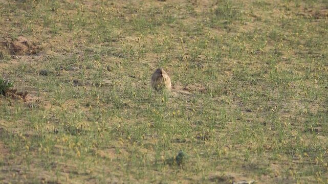 Giant day jird (Rhombomys opimus) has become active in a blooming desert and ate young sand sedge (Carex arenaria). Kazakhstan, Aral Sea