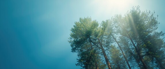 Looking up at the tall pine trees in a green forest with a blue sky background and conifer tops