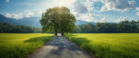 Fototapeta premium Scenic photograph of a country road with lush trees
