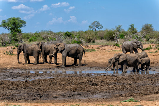 Elephant herd moving around  foor food and water in the Kruger National Park in South Africa