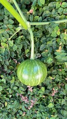 Growing Pumpkin in the Garden - Moranga crescendo no jardim