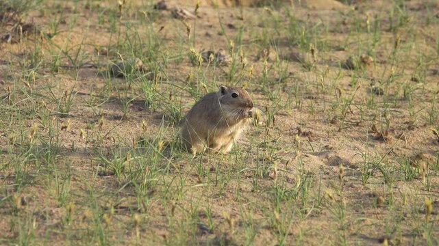 Giant day jird (Rhombomys opimus) has become active in a blooming desert and ate young sand sedge (Carex arenaria). Kazakhstan, Aral Sea