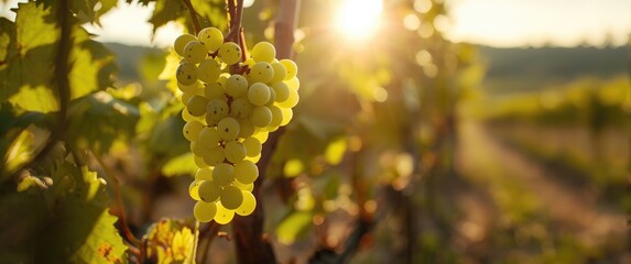 Obraz premium Sunshine Illuminates Green Grapes at Vineyard