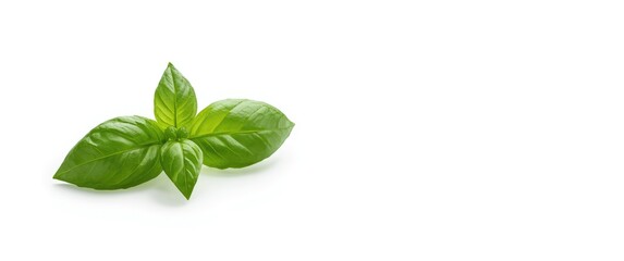 Close-up shot of basil leaves on a plain white background, isolated spice