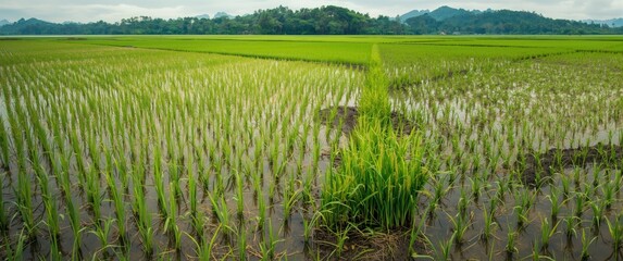 Rice field landscape showing land and background with wet soil texture
