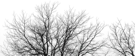 White background with realistic tree branches silhouette