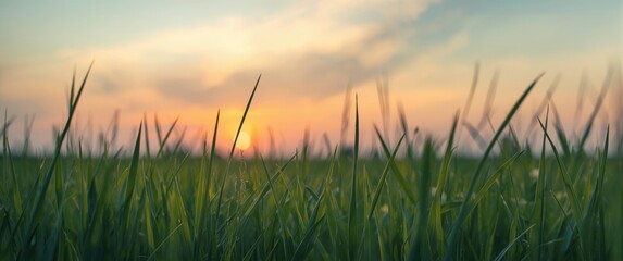 Fototapeta premium Detailed close-up of grass silhouetted with a stunning sky backdrop