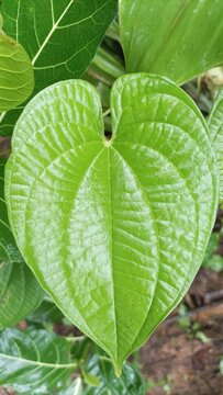Pokok sirih, sireh or Piper betle. the green betel leaf plant grow abundantly. this plant has many benefits.