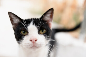 Close-up of a beautiful black and white cat