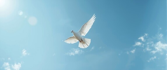 Picture of a dove flying against a blue sky with sunlight