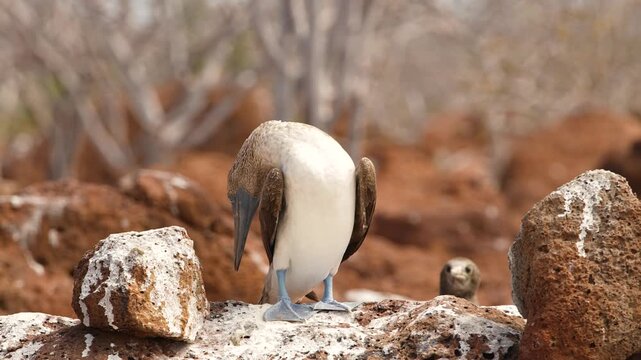 Blue Footed Booby Bird in Galapagos Islands | Exotic Wildlife Nature Footage