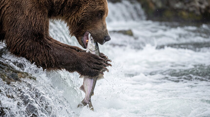 Wild Brown Bear Hunting and Catching Salmon in River