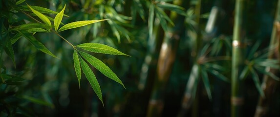 Naklejka premium Natural Green Bamboo and Leaf Closeup for Wallpaper or Background