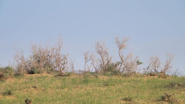 fixed hummocky sands, vegetated sand dunes. Areg. Spring in the White Desert (Akkum), where the Aral Sea once stood. Fire bush (Calligonum sp.) as the main sand-fixing shrub species