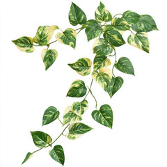 Lush green leaves vines isolated on transparent background