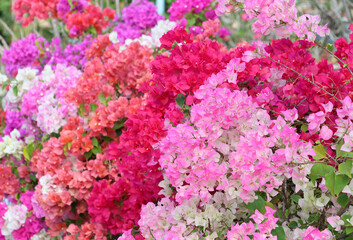 Bougainvillea flowers are colorful and beautiful petals, blooming in summer season