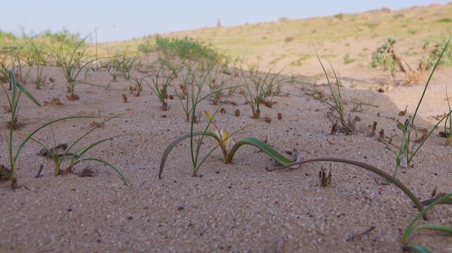 fixed hummocky sands, vegetated sand dunes. Areg. Spring in the White Desert (Akkum), where the Aral Sea once stood. Fire bush (Calligonum sp.) as the main sand-fixing shrub species