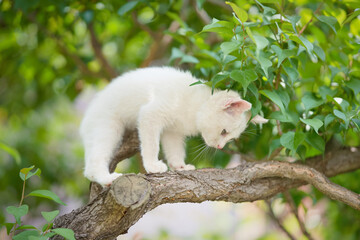 5月、すくすく育つ白い仔猫