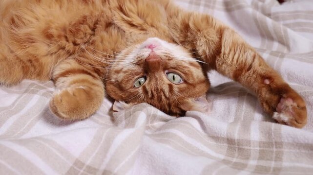 Cute playful orange cat lying on bed at home close up