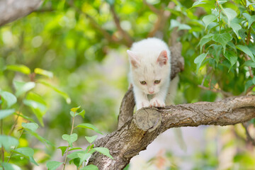 5月、すくすく育つ白い仔猫