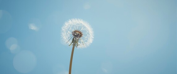 Obraz premium Dandelion Seed Macro Photography on Abstract Background