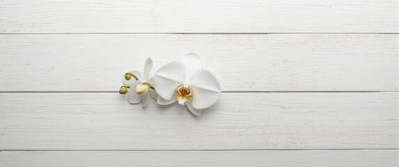 Fototapeta premium White orchid flower displayed on a white painted wooden surface from above