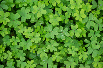 green clover sorrel leaves