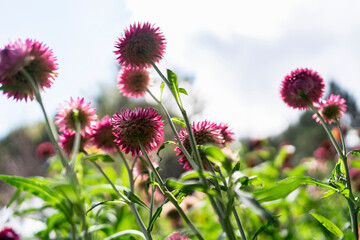colorful straw flower blossom booming in garden