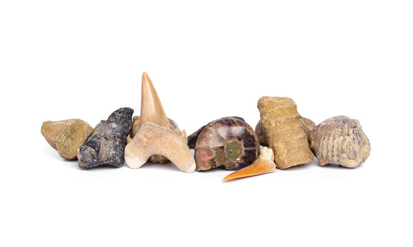 Collection of small various prehistoric marine fossils fragments have shark tooth, spiral ammonite, and brachiopod or various fossilized bivalve shells, isolated on white background.