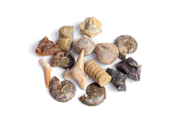 Science and educational paleontology and geology. Set of Small prehistoric fossils ammonite, shark teeth, crinoid, amber copal, brachiopod and mineral fragments isolated on white background.