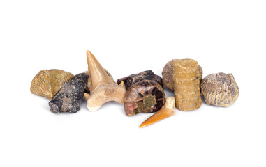 Collection of small various prehistoric marine fossils fragments have shark tooth, spiral ammonite, and brachiopod or various fossilized bivalve shells, isolated on white background.