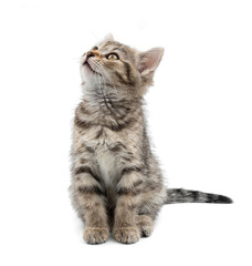 Small gray kitten isolated on white background. A cunning kitten sits and waits for food. © Tatyana Sidyukova